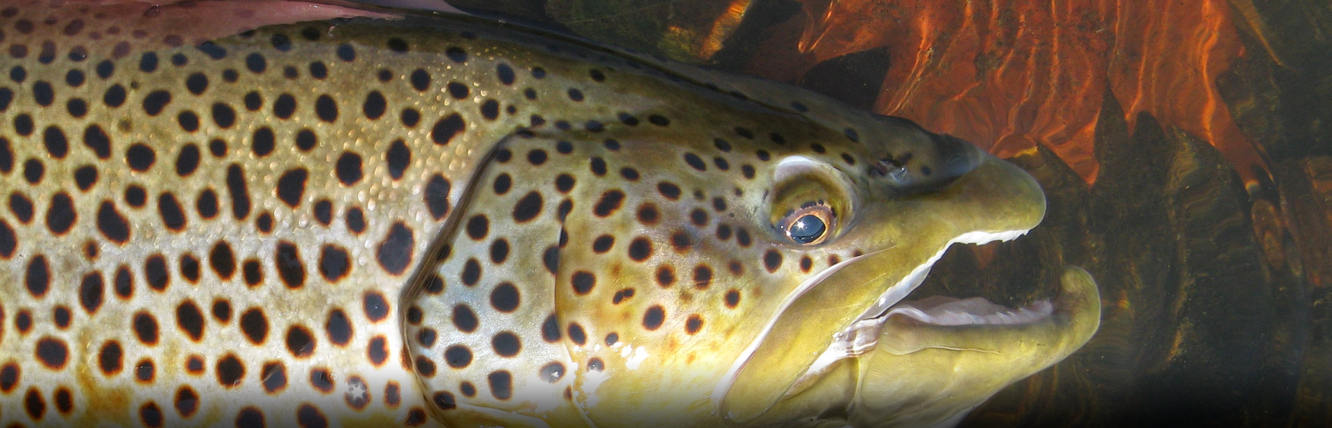 Trout Kentucky Department of Fish & Wildlife